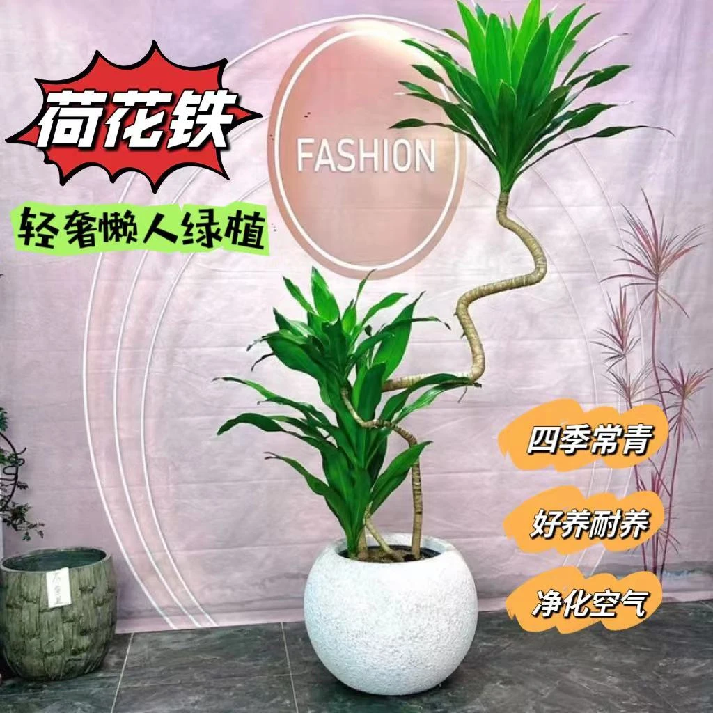 Z字型荷花铁美人铁四季常青造型室内大型高端绿植耐阴耐罕
