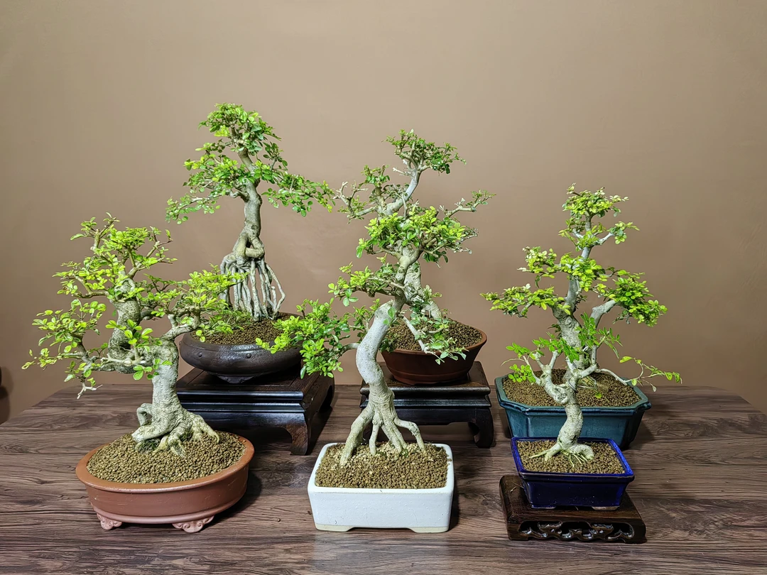 对节白蜡盆景小微盆景阳台盆景观赏盆景（直播专用图片）