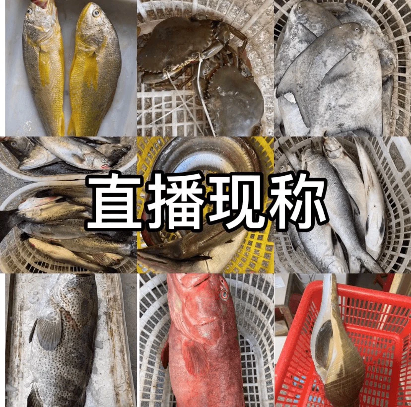【新鲜海鲜直播现称】包鲜不包活 适合爆炒