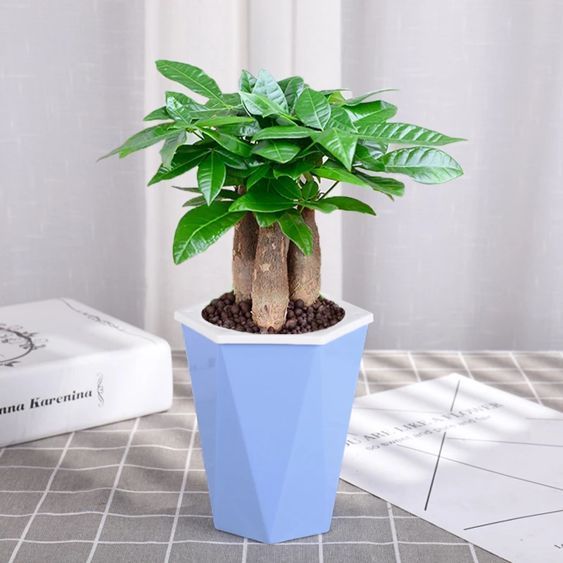 发财树盆栽花卉植物办公室内客厅绿植小盆景四季常青易活水培好养