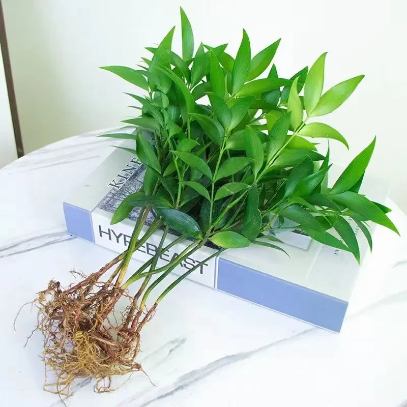 竹柏水培绿植四季常青花瓶驱蚊净化空气养不死的室内绿植水培植物