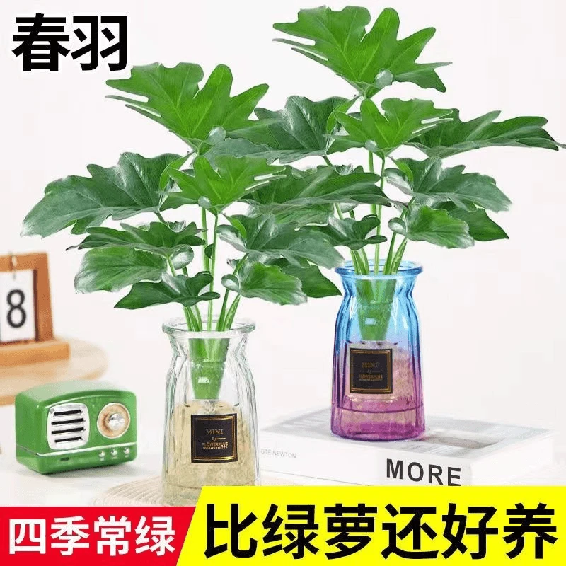 春羽绿植盆栽室内客厅花卉水养水生好养办公室绿萝春雨水培植物