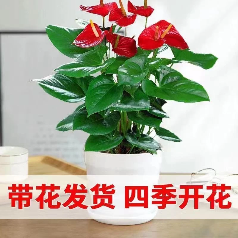 粉掌花卉净化空气红掌白掌盆栽一帆风顺室内水培客厅植物四季开花