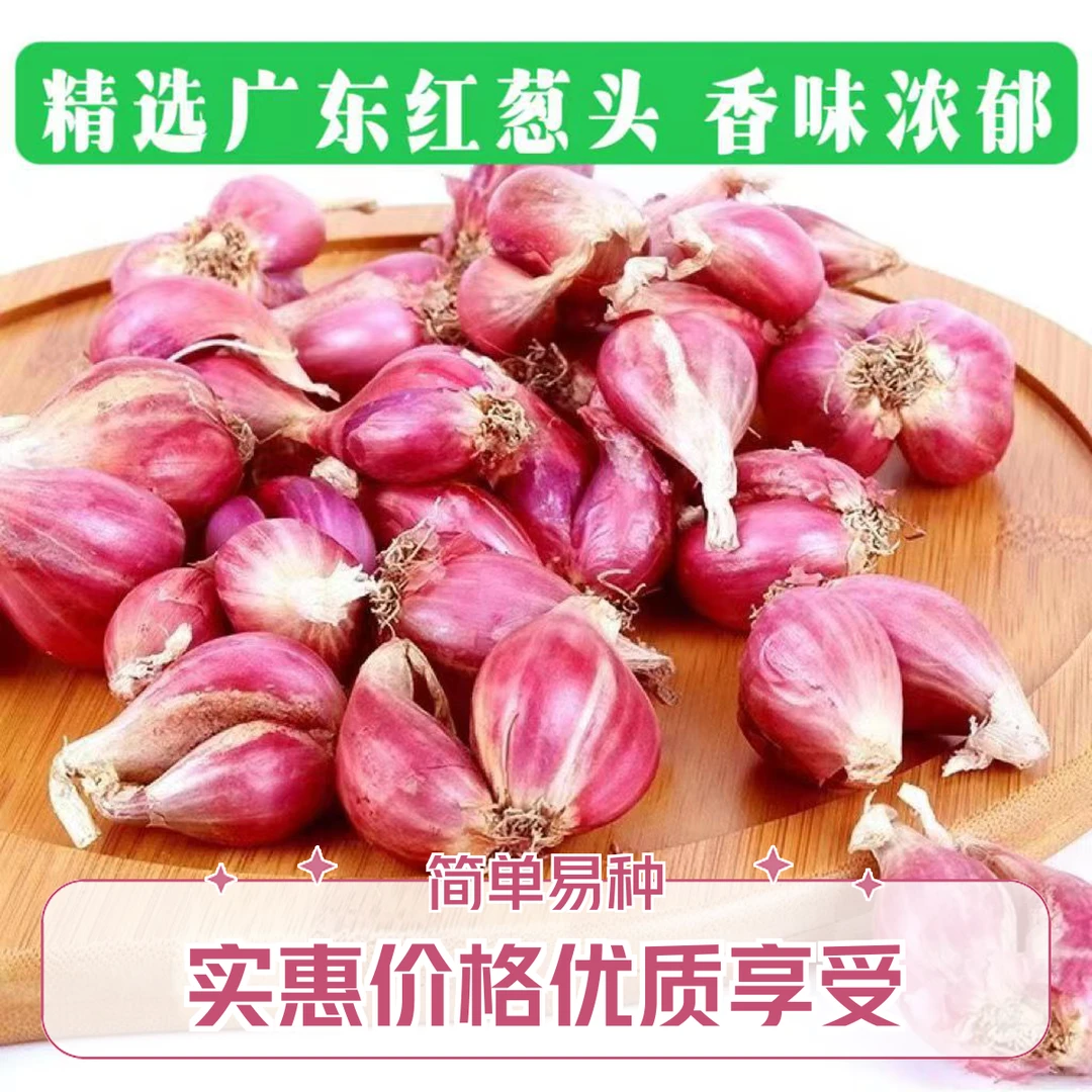 红葱头种四季葱头干新鲜葱头花盆栽红葱头种四季香葱火葱种子葱头