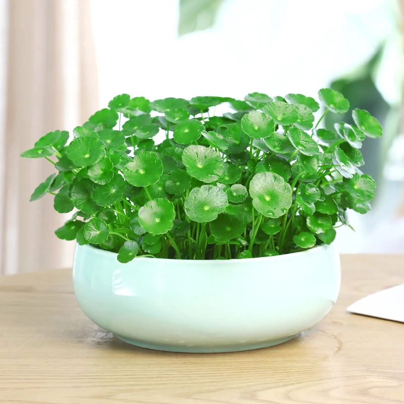 带叶铜钱草水培植物办公室桌面水养绿植金钱草室内四季花卉盆栽