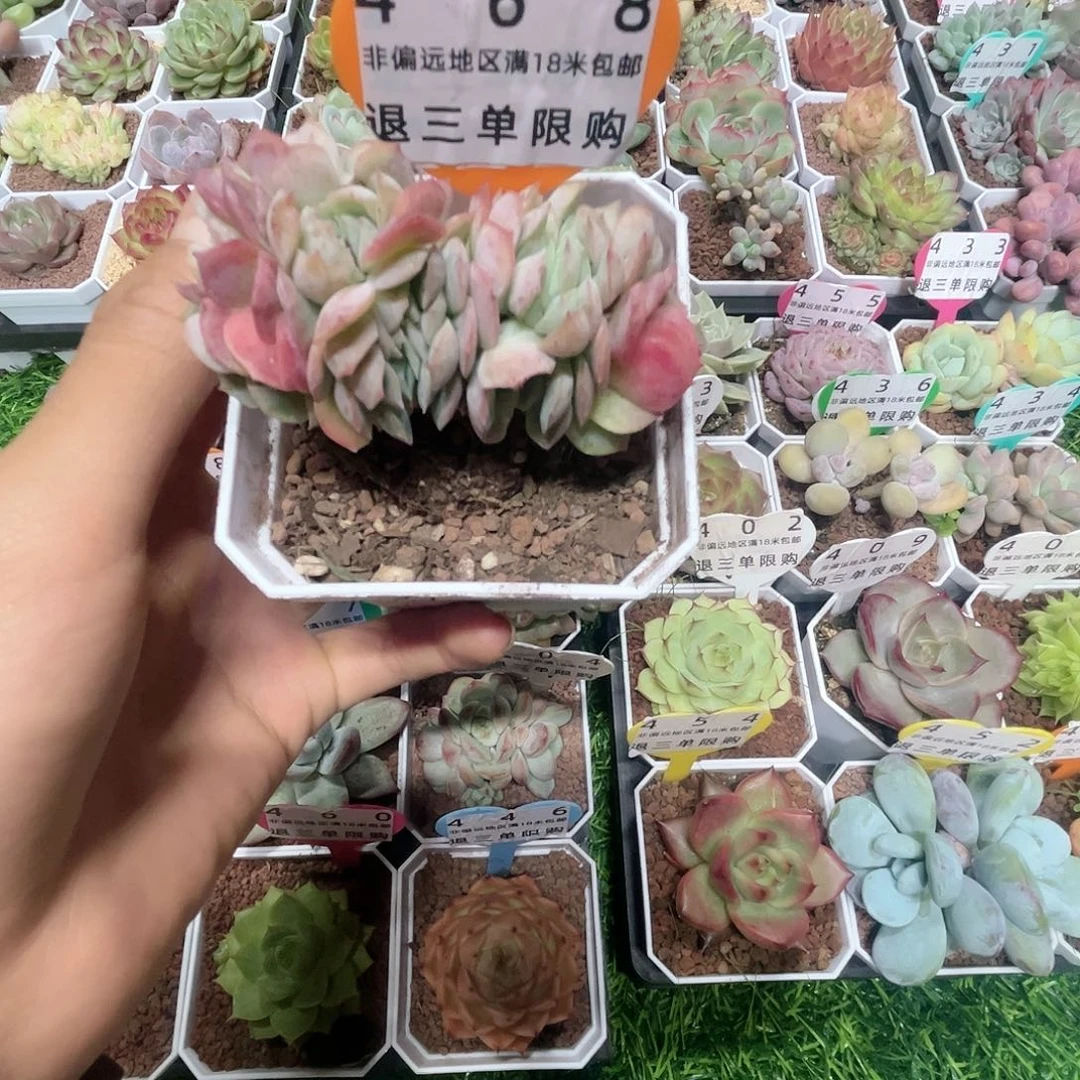 玛***?非偏远地区满18米包邮，编号468