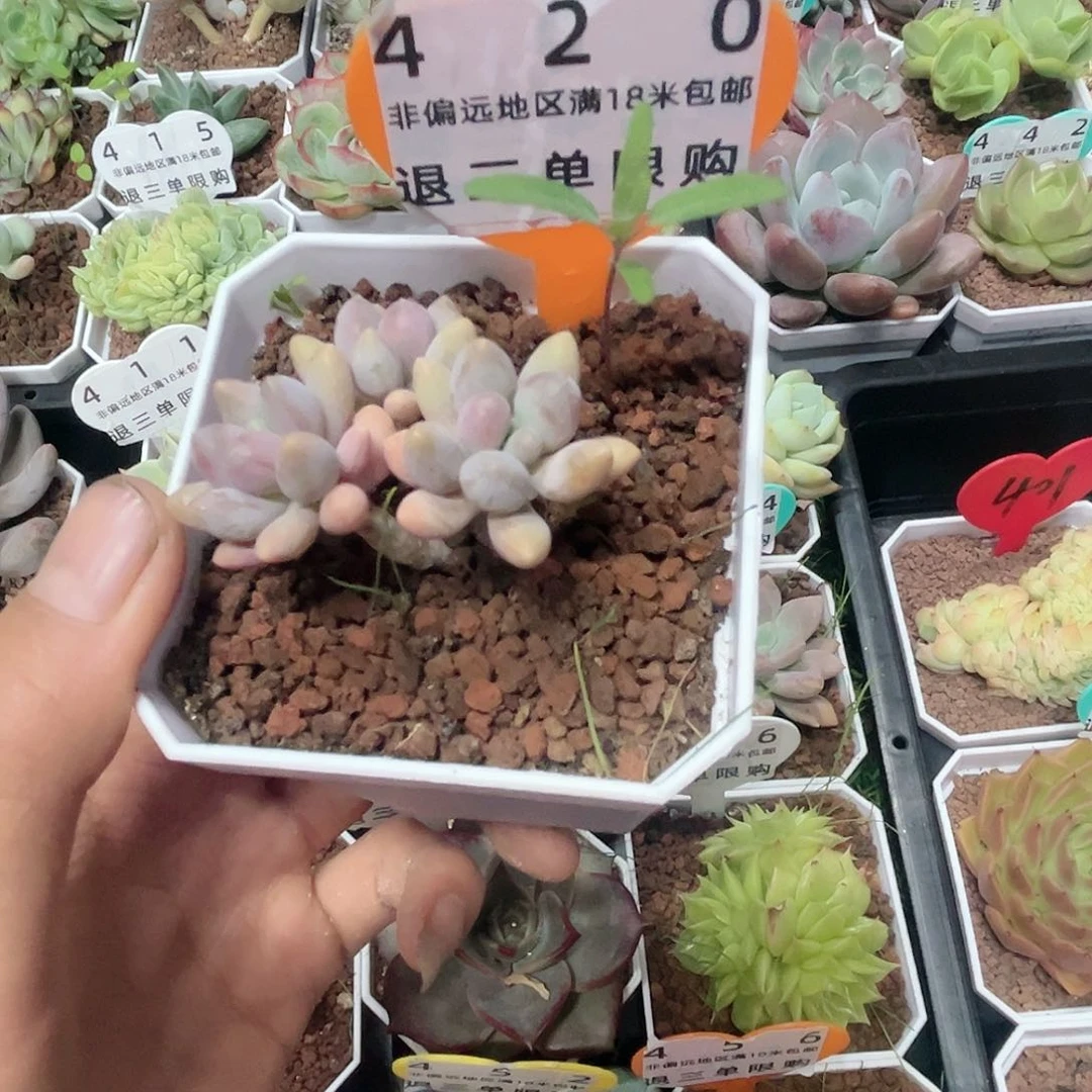 ?***㔓精品多肉编号420