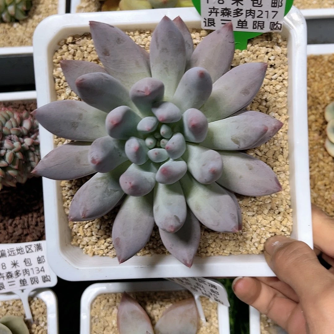 卉森多肉编号217