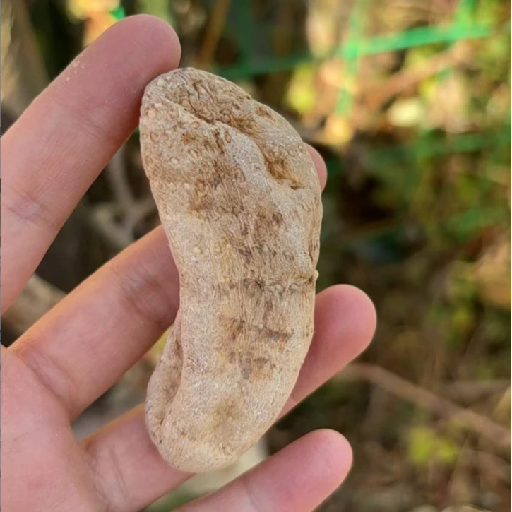 【小莫推荐】天麻 云南昭通小草坝 250g起  天麻素含量高
