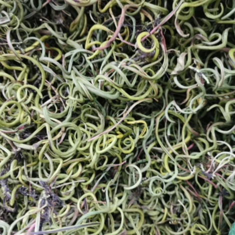 【化-shi-草】 拍250g送250g车前草 拍500g送500g车前草    皂角米