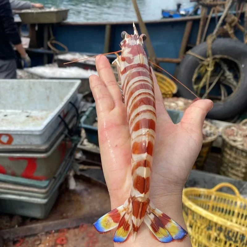 深海斑节虾 福建东山岛澳角村新鲜肉质发货规格速冻冷链