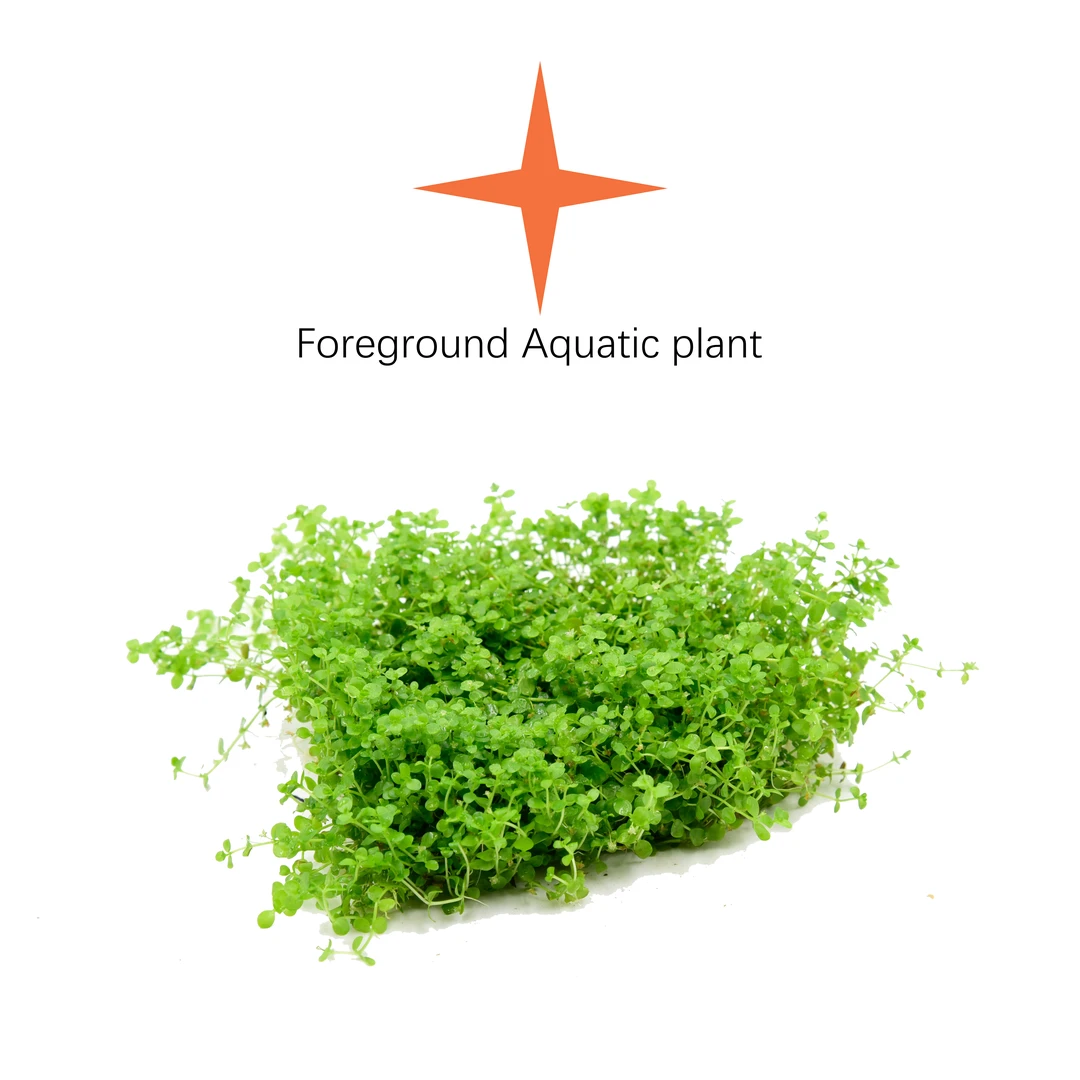 【前景草】前景草分类水草 需细沙水草泥种植 需光照种植
