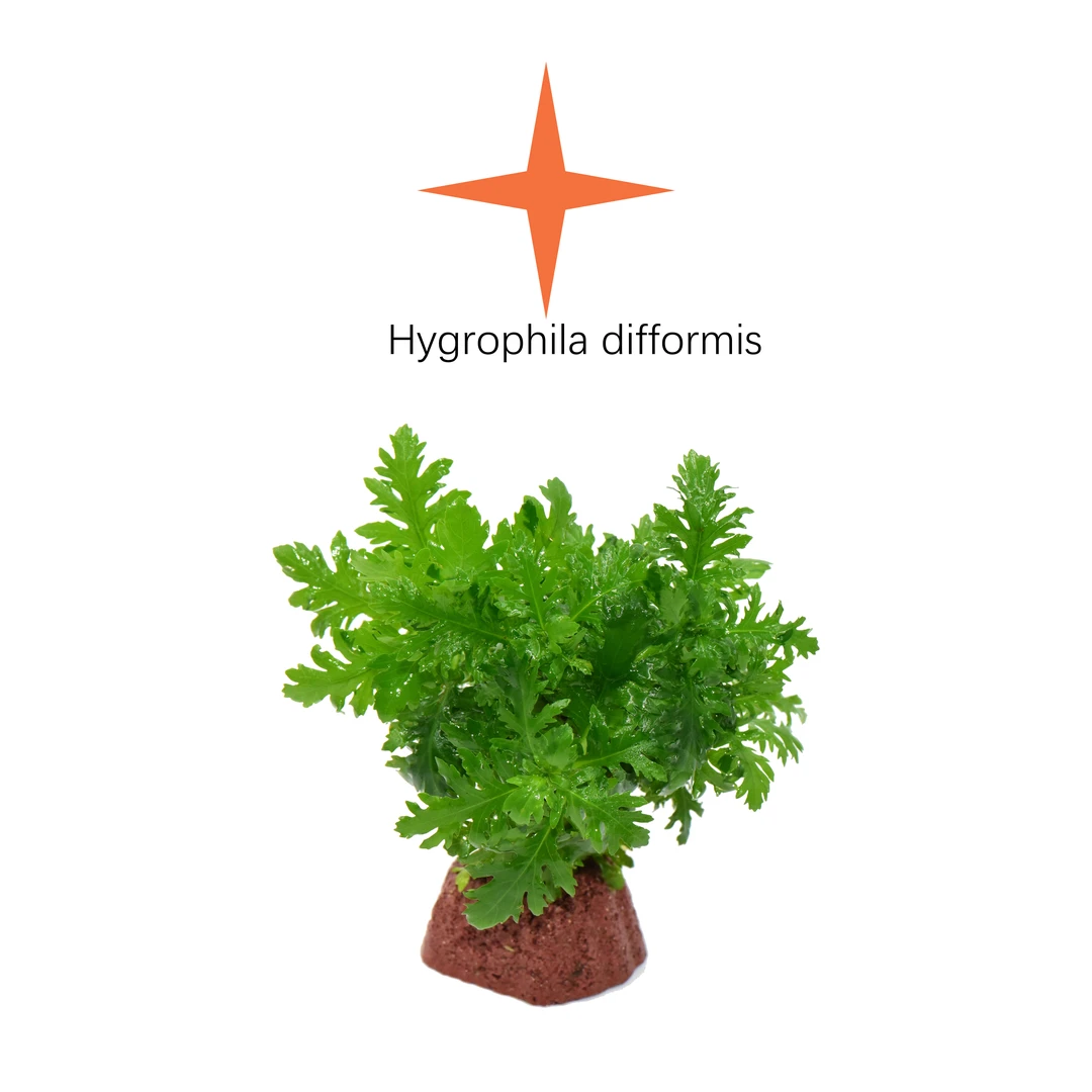 【冲量福利】火山石底座水罗兰 懒人水草 无需底沙种植