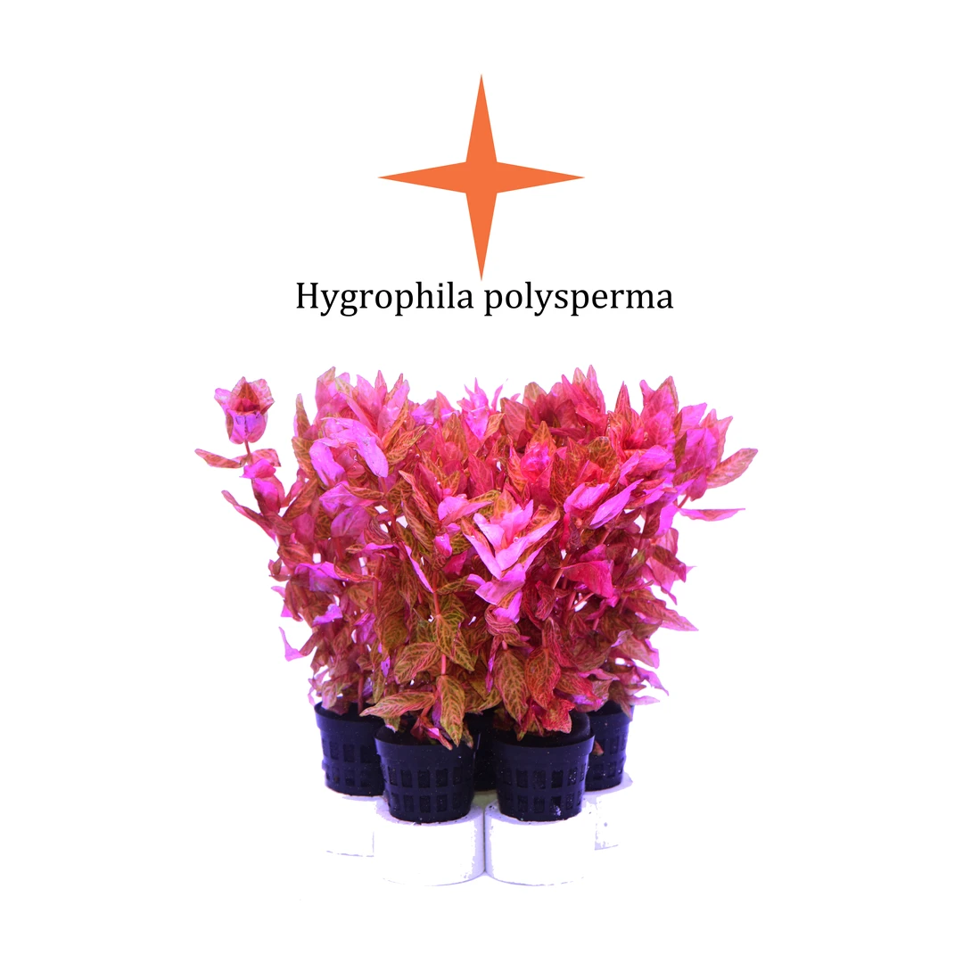 【有茎类】专业草场直发 天然品质水生植物易活需细沙水草泥种植