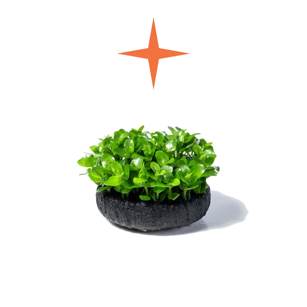 【冲量福利】虎耳坨草 懒人水草 无需底沙种植