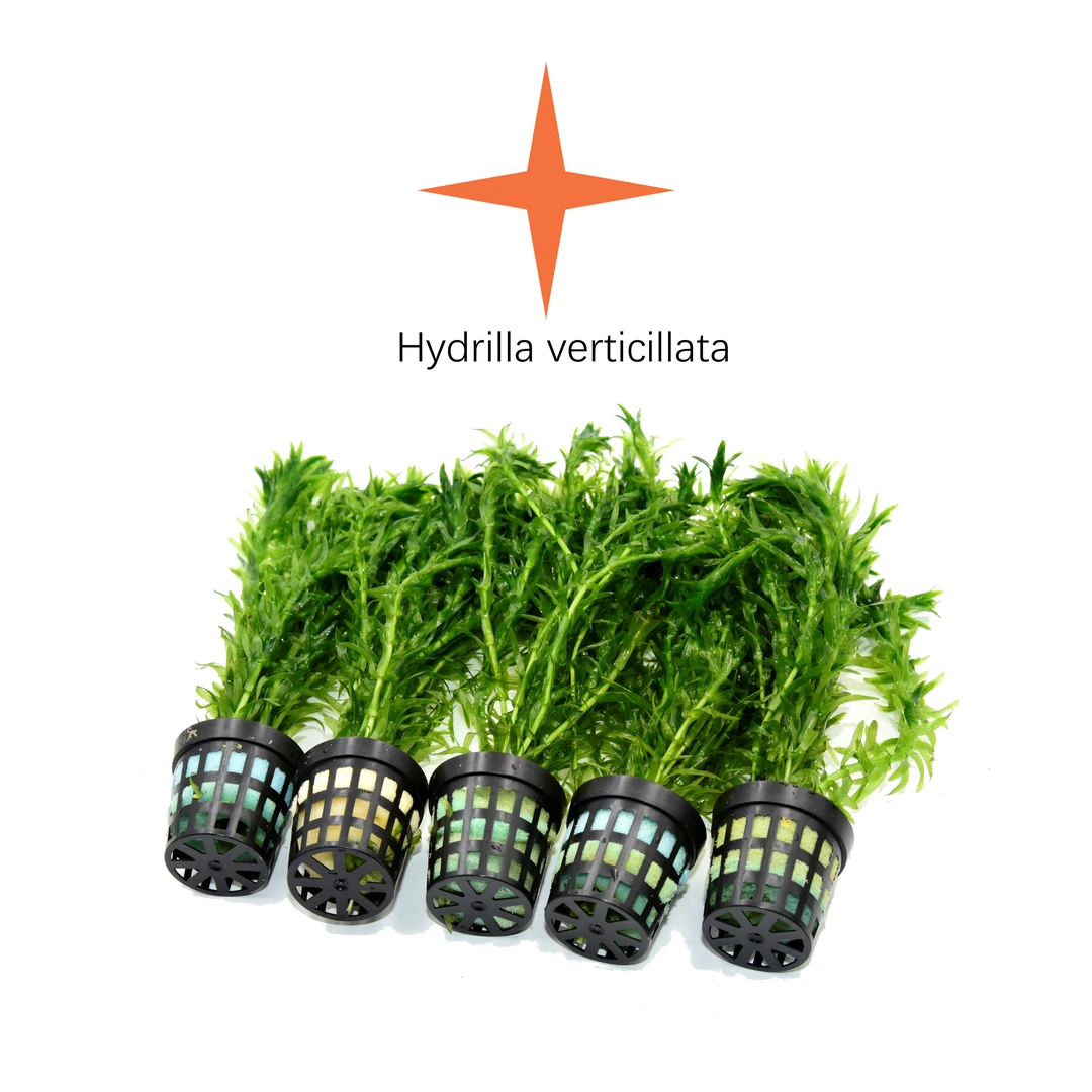 【直播专享】蜈蚣草 一杯装 直播冲量 限购5份