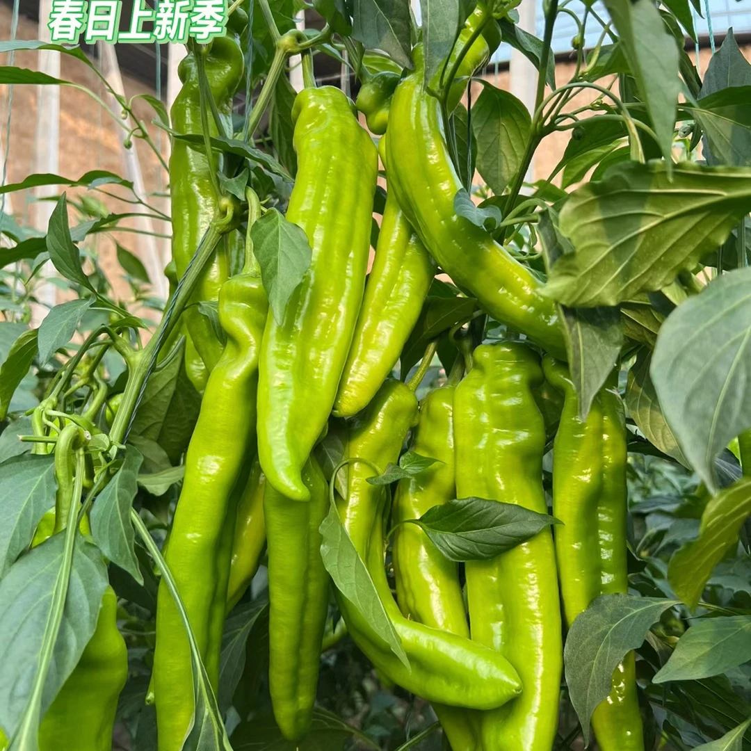 新鲜现摘尖椒圆通快递包邮4.5斤