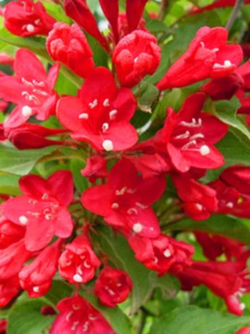 红王子锦带耐寒耐热