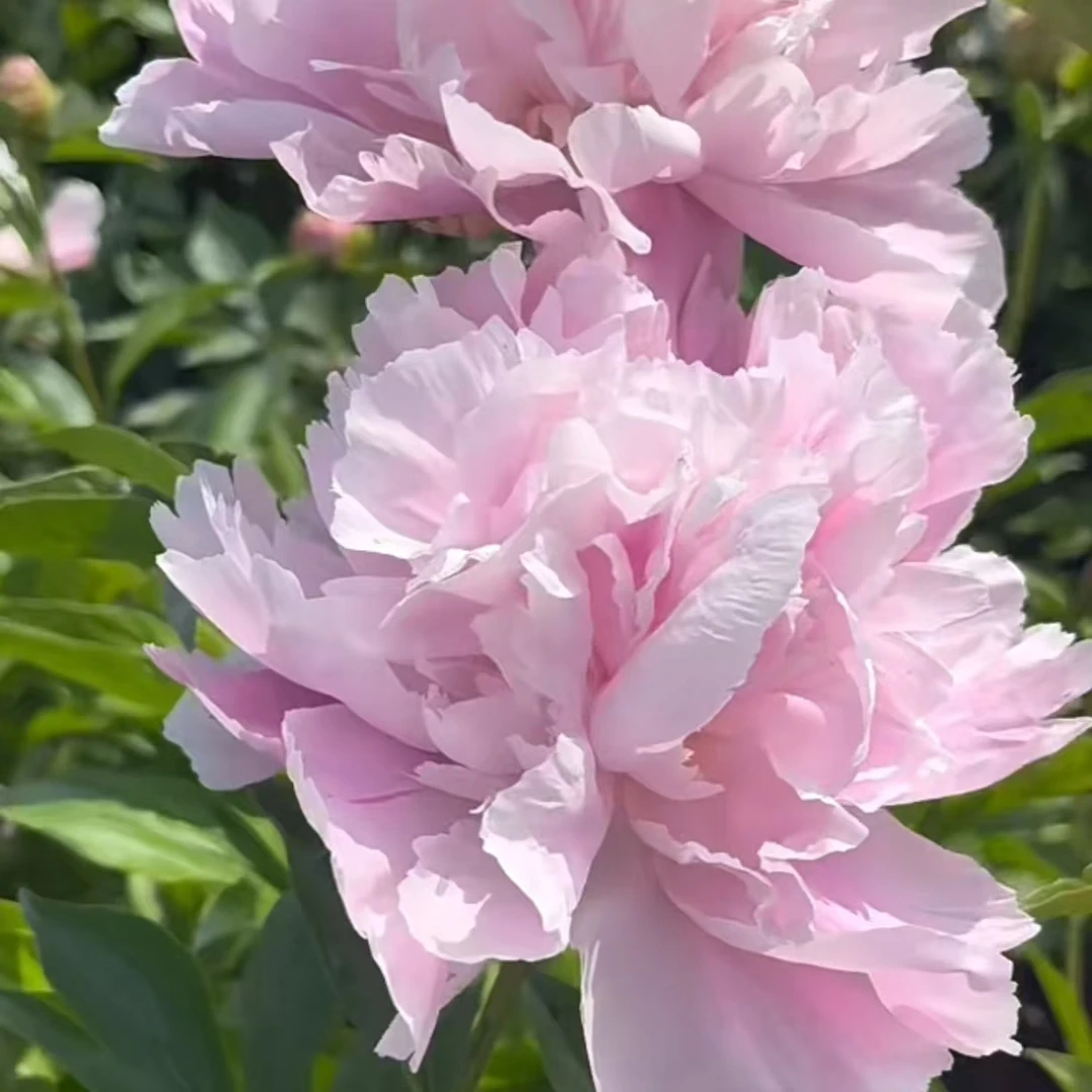 【桃花飞雪】（现货）对版山东芍药精品花苗裸根苗盆栽地栽G