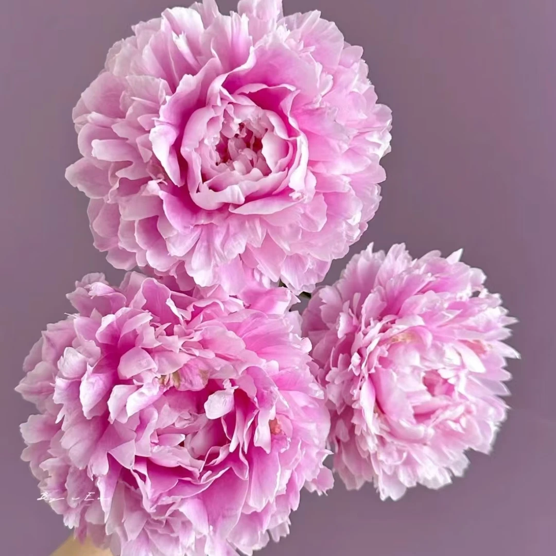 【大头粉】（现货）对版山东芍药精品花苗带芽裸根苗盆栽地栽G不包活