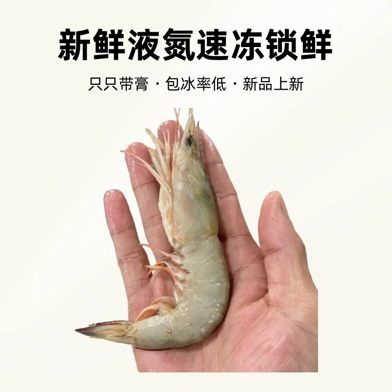 北海天然野生麻虾沙卢虾【只只带膏】新鲜液氮速冻锁鲜特大号