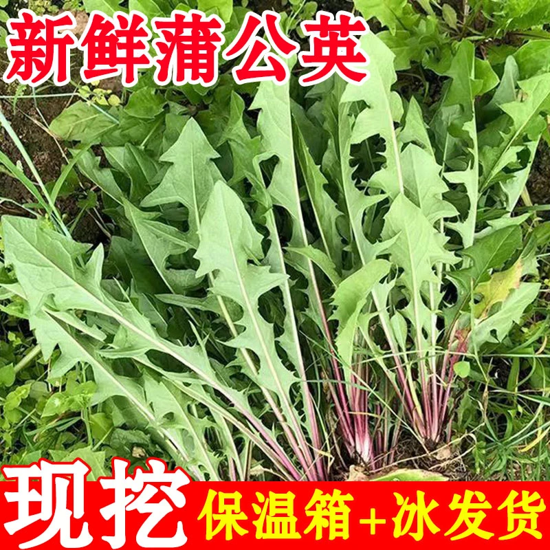 蒲公英新鲜的现挖山野菜婆婆丁花叶子草东北蘸酱菜野生菜苦菜泡水