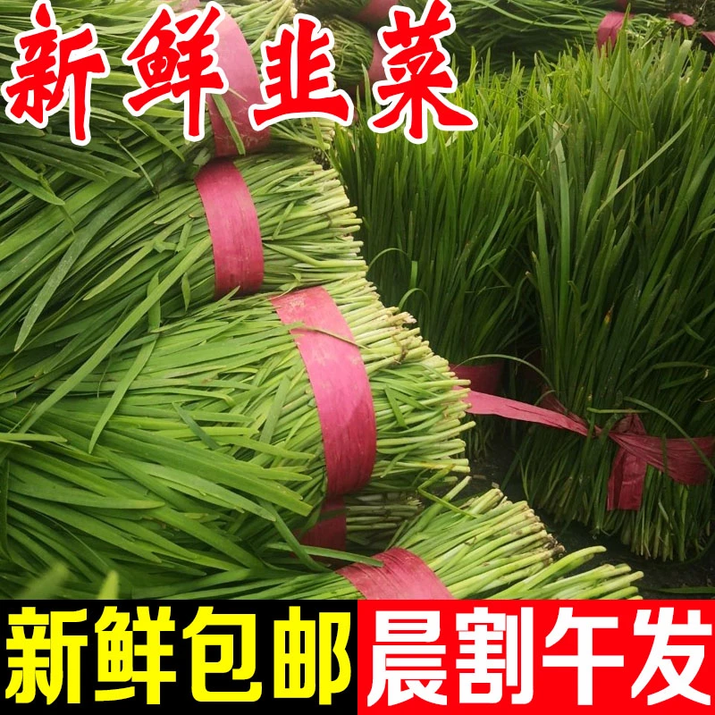 山东头茬嫩韭菜新鲜包邮现割1-5斤大棚农家自种应季健康蔬菜整箱