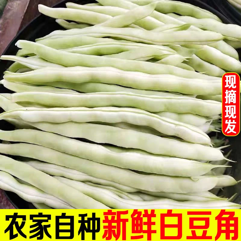 白不老豆角新鲜现摘蔬菜包邮农家大白架豆角东北白芸豆无筋四季豆