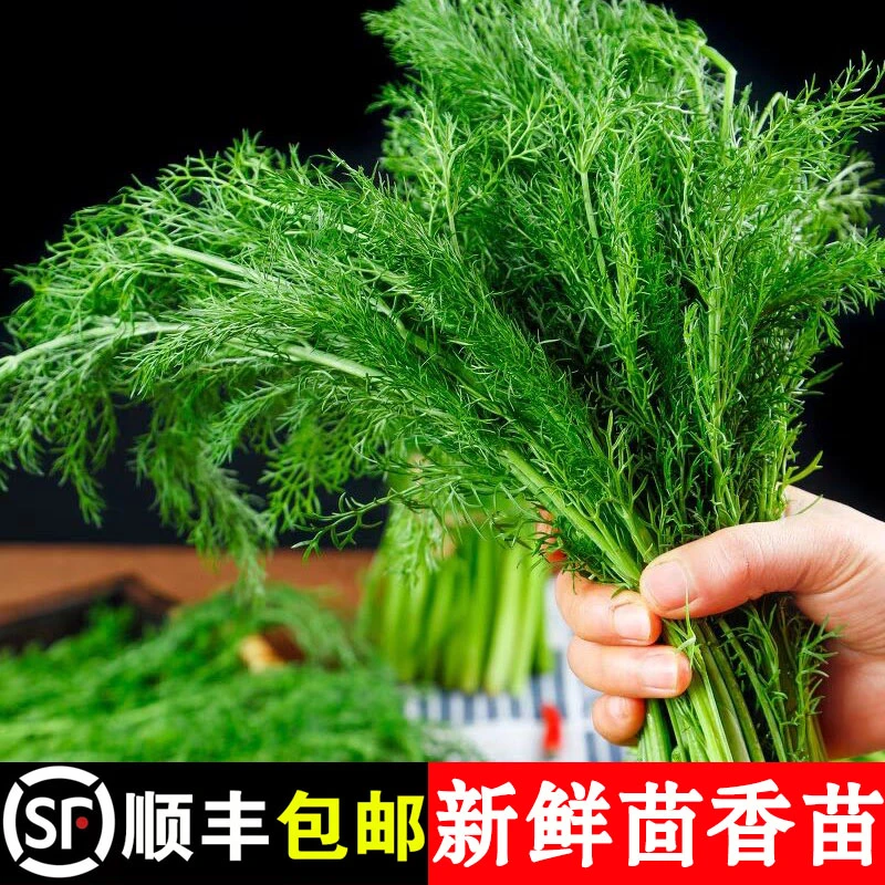 顺丰包邮 山东茴香菜新鲜现割头茬小茴香苗1-4斤草荤香嫩叶饺子馅