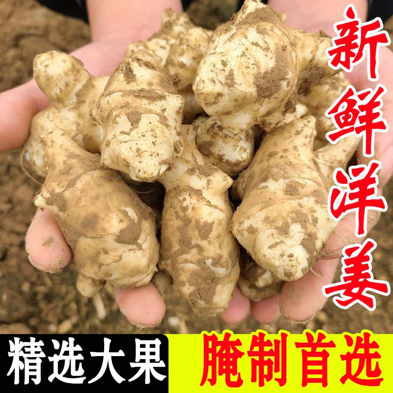 新鲜现挖洋姜3-9斤 野生菊芋杨生姜鬼子姜不辣地芋头食用腌制咸菜