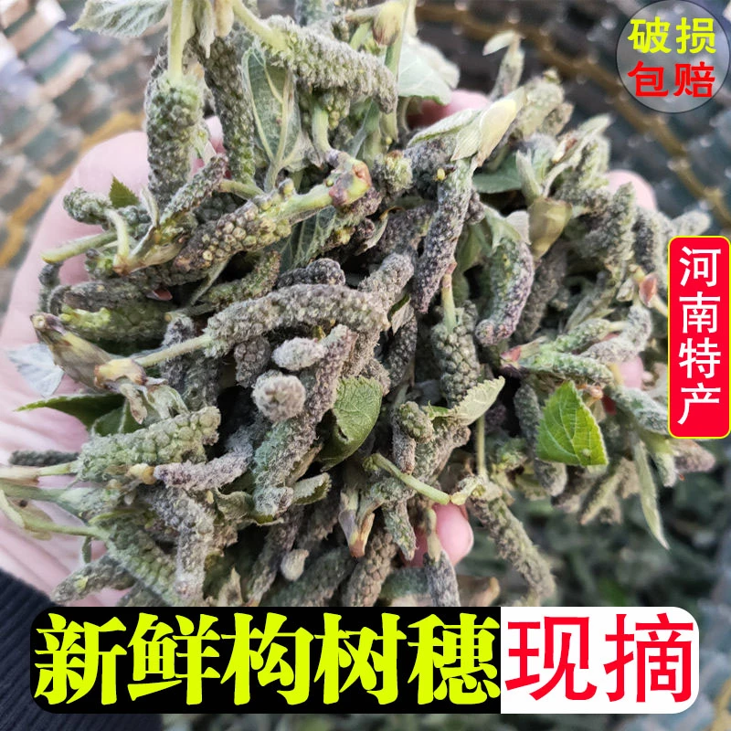 新鲜构树穗应季野菜楚不揪构蒲穗楮树花构棒褚树棒槌野生现摘现发