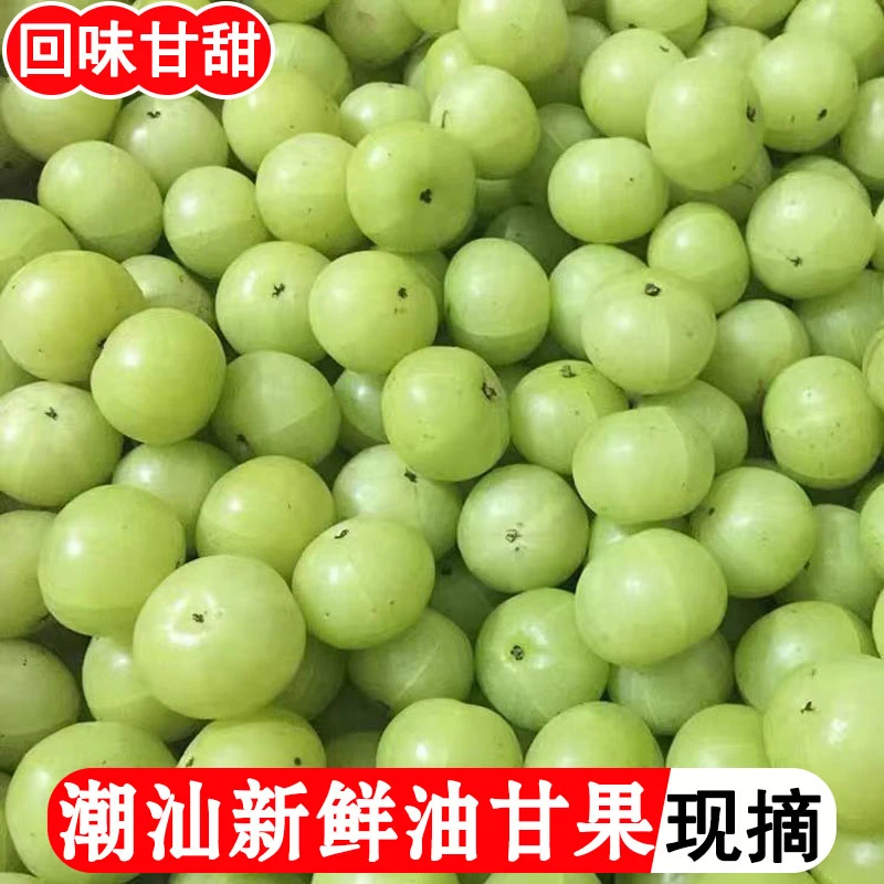 潮汕新鲜油甘果油柑子鲜果余甘果甜橄榄果余甘子柚牛甘果水果普宁