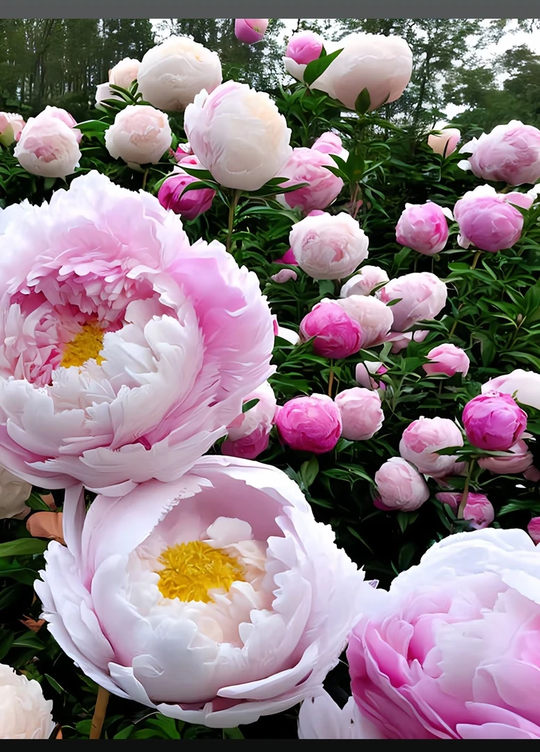 牡丹花【盆栽地栽室内庭院花卉】