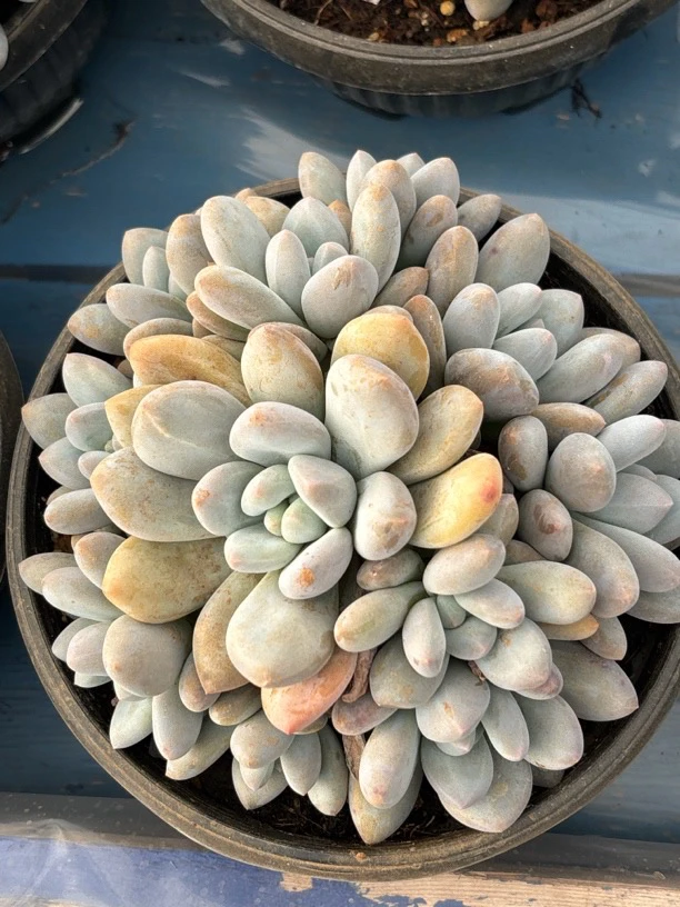 多肉植物香水多头群阳台绿植必备