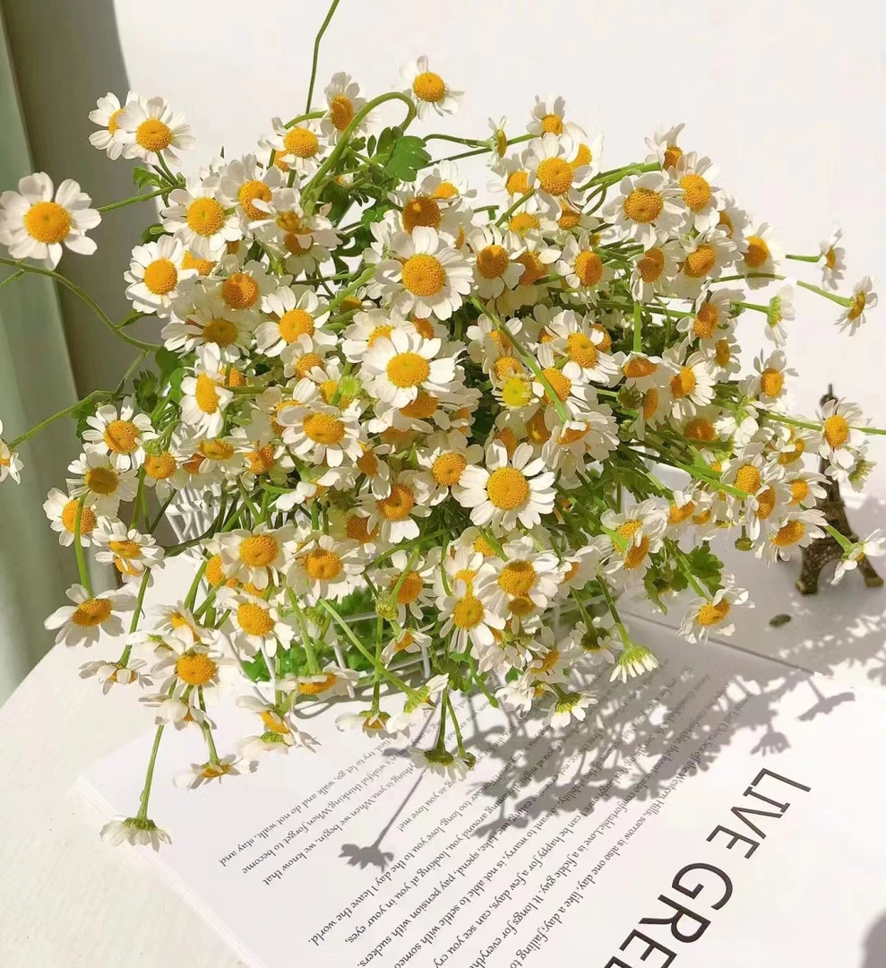 云南满园基地鲜花  可爱系列——【洋甘菊】