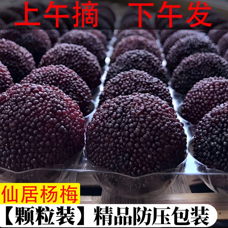 泡酒专用仙居杨梅新鲜水果孕妇当季鲜果现摘现发