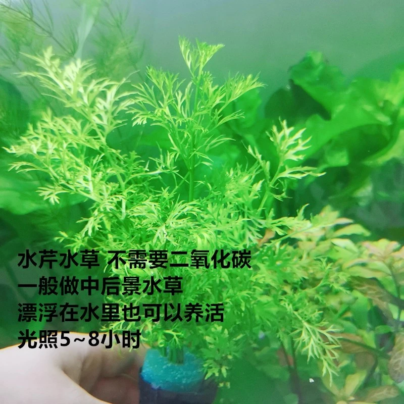 懒人易活植物雷龙鱼伴侣 雪花水芹水草水中叶水质调理控藻造景