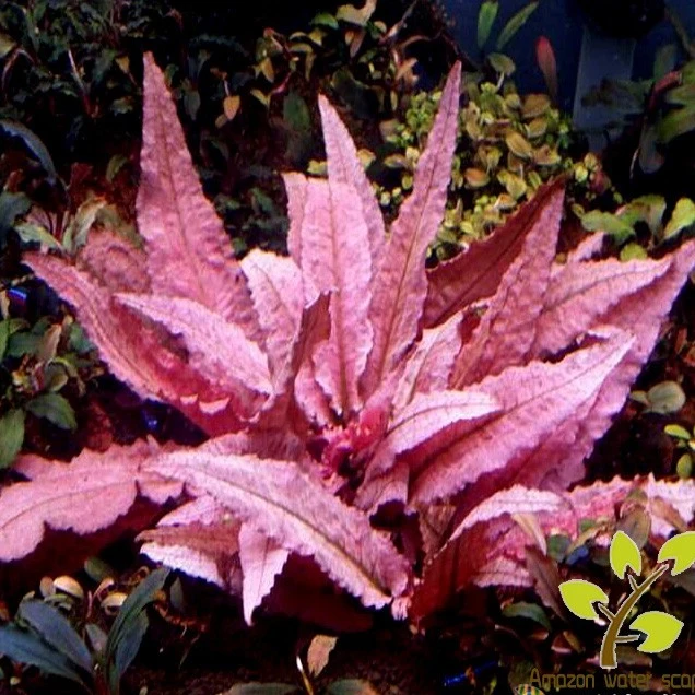 亚马逊水景馆 火X 烈鸟稀有椒草 水草 水中叶鱼缸造景前中景草