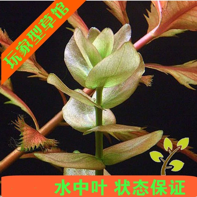亚马逊水景馆 虎耳草 水草 水中叶 自家养玩家型水草店