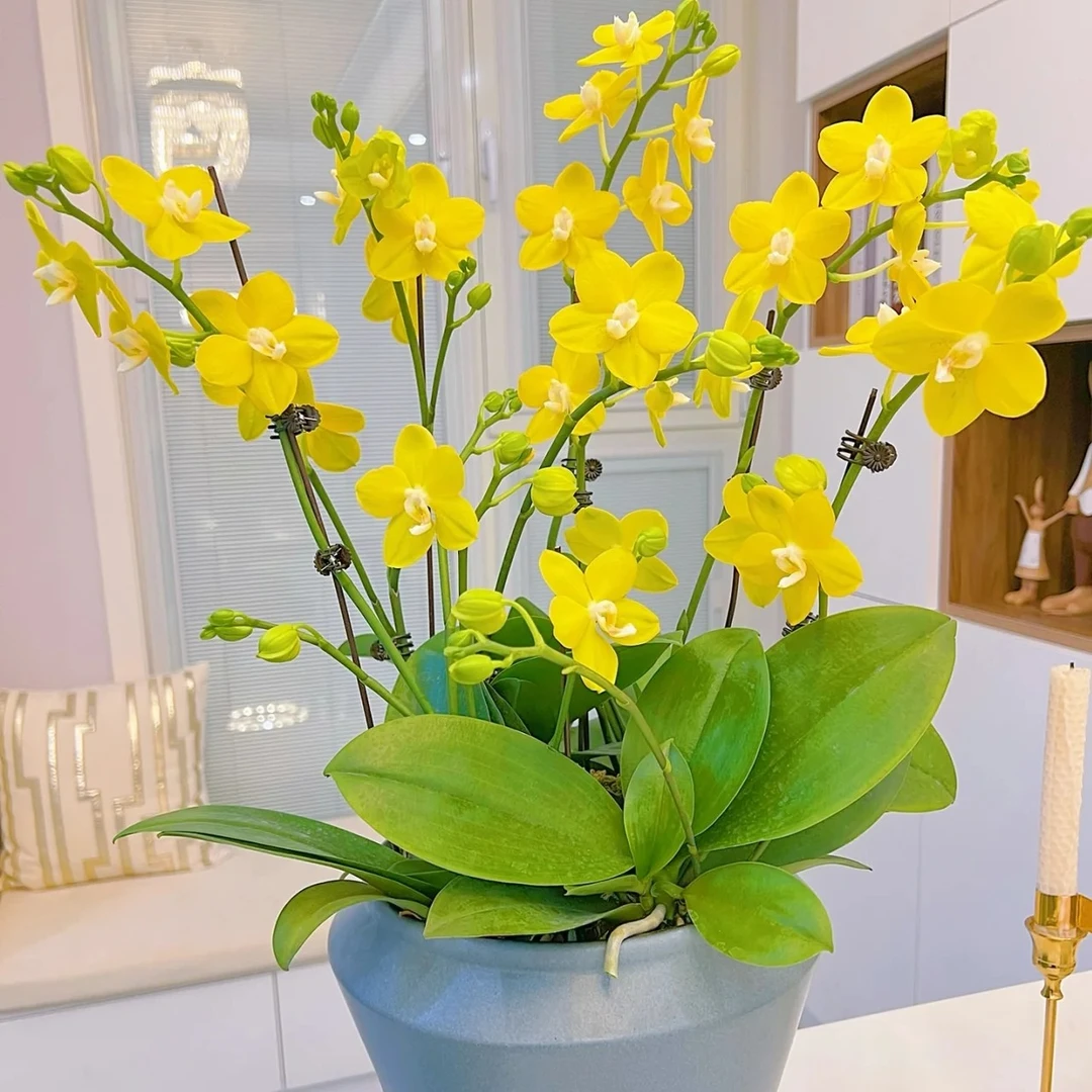 【多苗】吉祥如意多花剑3.5大杯蜡质蝴蝶兰高端室内花卉（两颗包邮）