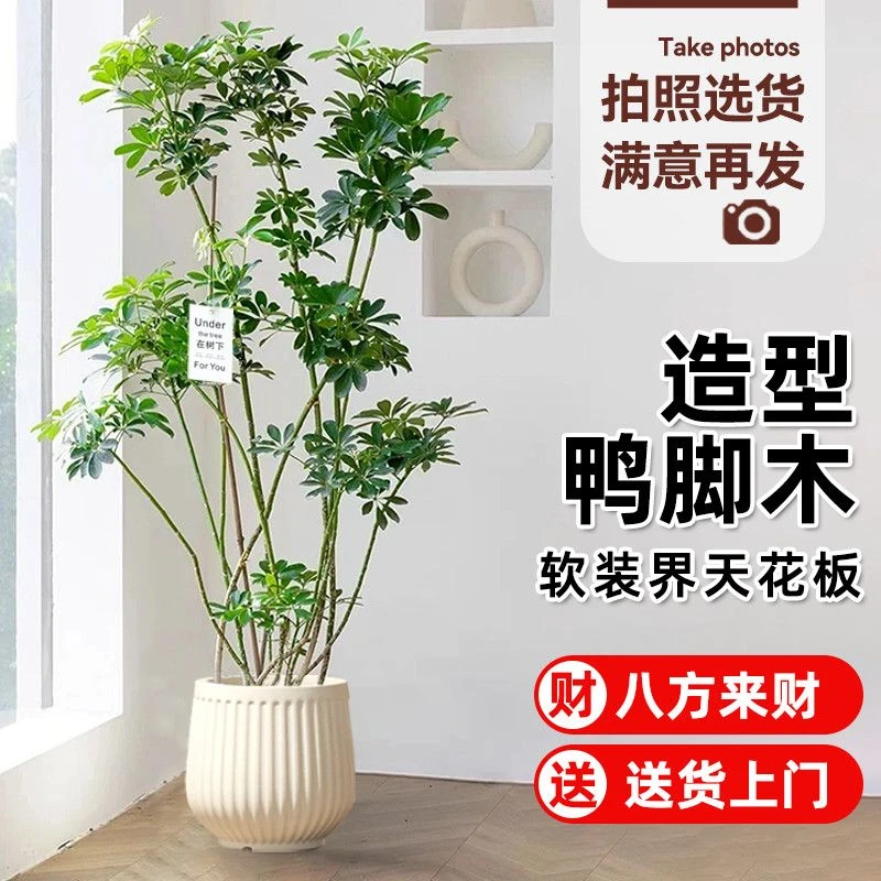 可挑货造型鸭脚木大型盆栽鸭掌木净化空气卧室客厅四季网红绿植