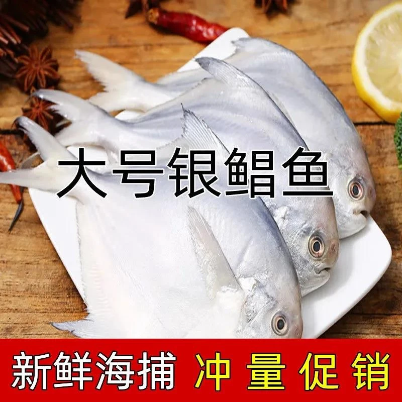 海捕野生美味新鲜白鲳鱼扁鱼深海海鱼海鲜天然鲜美鲜活产品冷冻