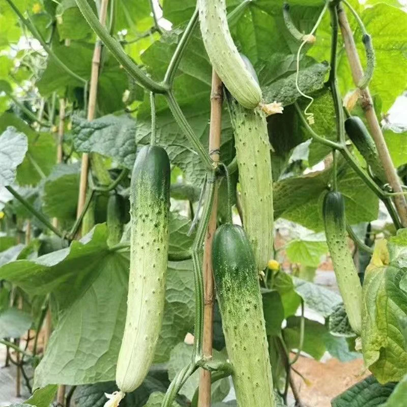 东北农家小院旱黄瓜（图片仅供参考形状各异，偶尔有疤、有虫）