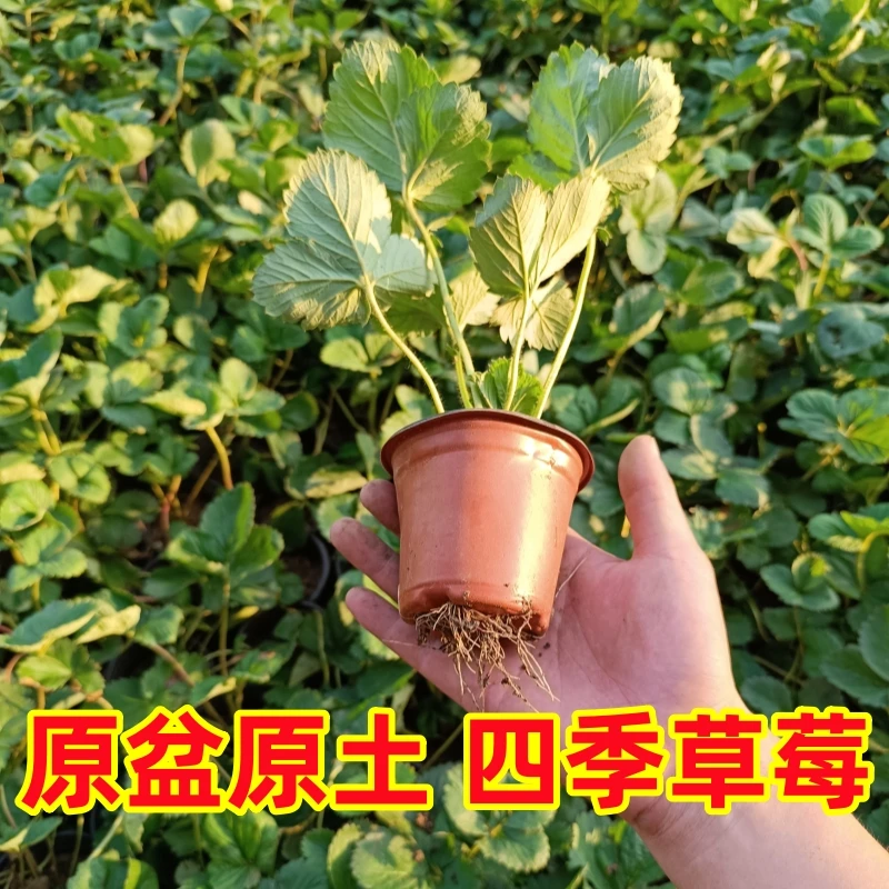 (6颗包邮)红杯奶油草莓苗四季盆栽带盆土阳台易种活草莓苗秧优质