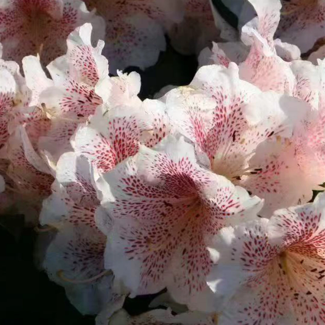 【书与华】雀斑欧洲进口5年老桩盆栽，庭院/阳台种植，国庆节好礼