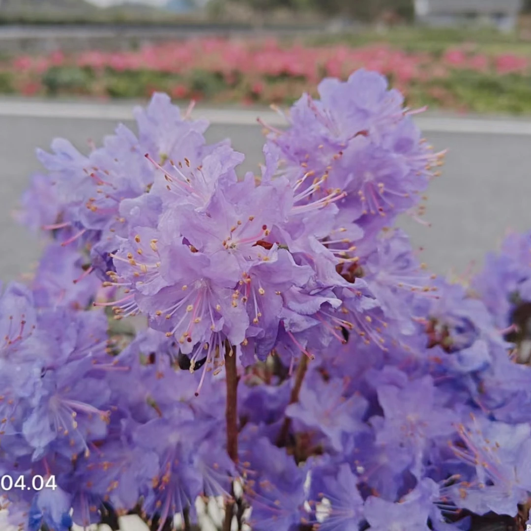 【书与华】蓝钻高山杜鹃进口5年老桩，庭院/阳台种植，国庆节好礼