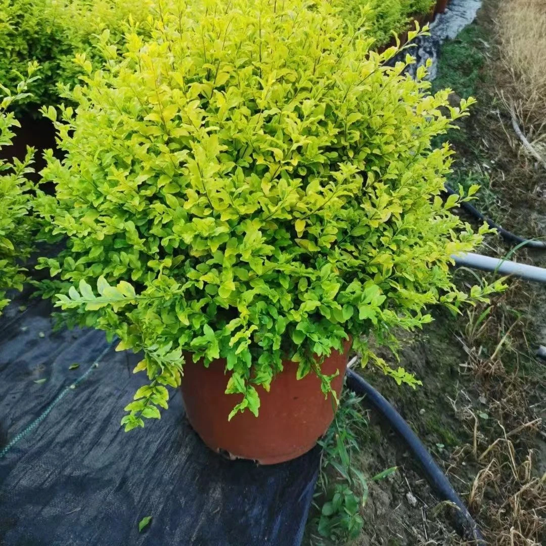 金叶女贞优选栽培耐寒耐热盆栽地栽绿植物庭院观叶开花耐寒花卉