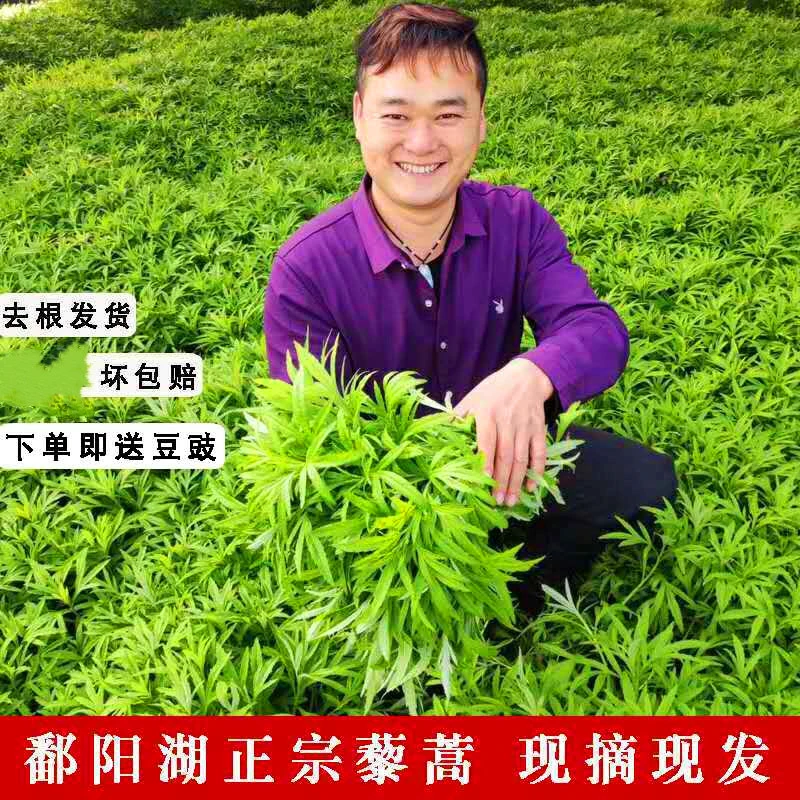 包邮江西鄱阳湖藜蒿余干藜蒿 1斤3斤5斤一份