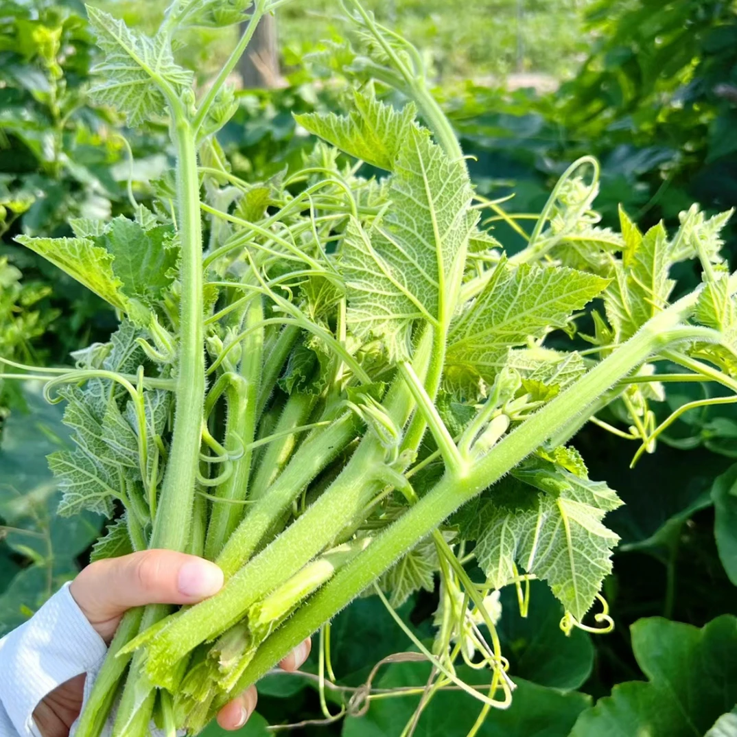 贵州南瓜尖顺丰包邮贵州高山农家自种南瓜尖