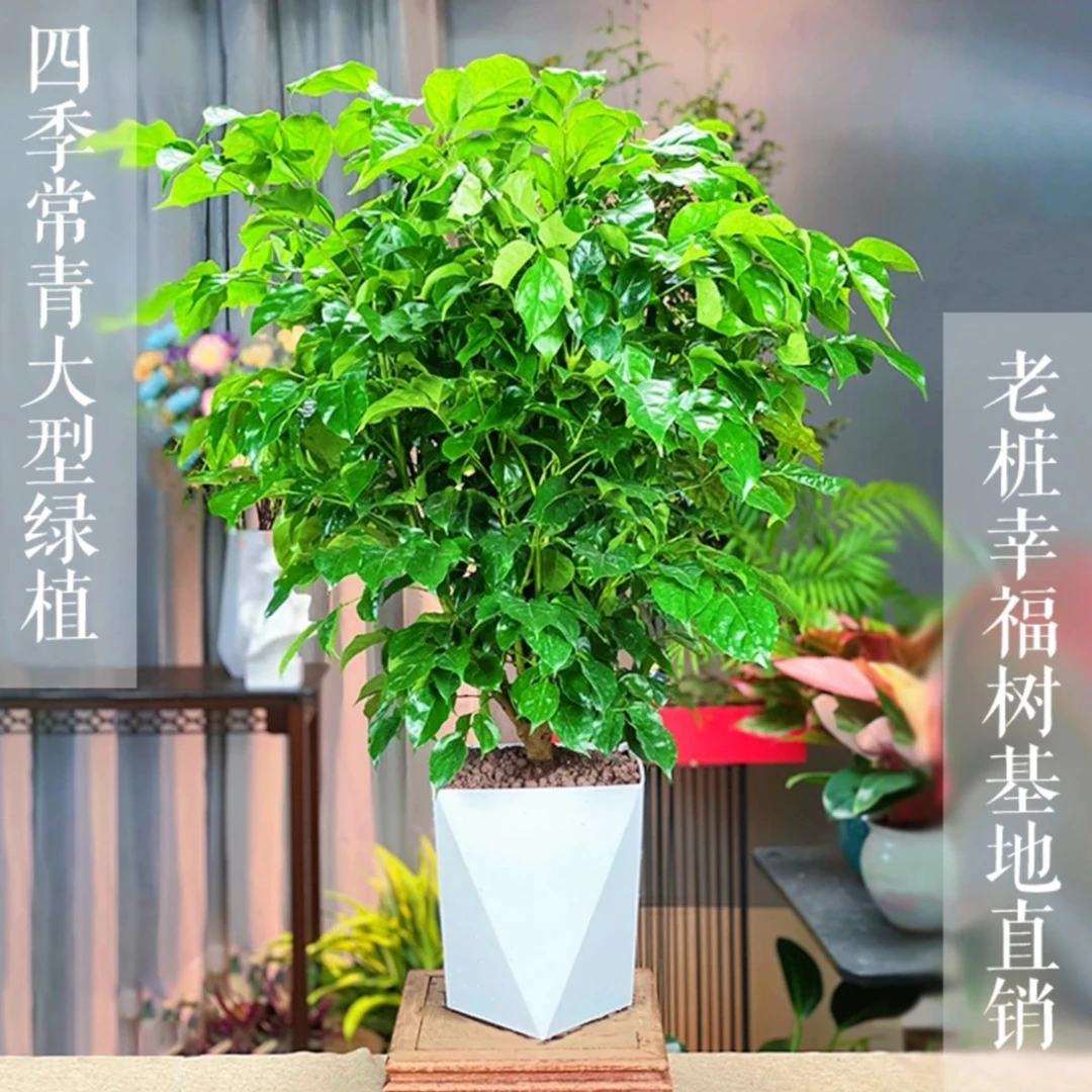 【幸福树60cm-70cm】净化空气美化环境盆栽室内客厅办公前台盆景